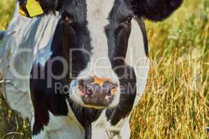 Cow on a summer pasture