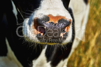 Nose cow