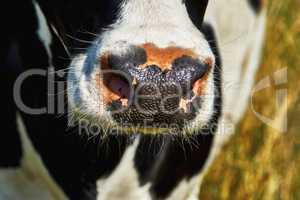 Nose cow