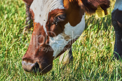 Cow on a summer pasture