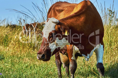 Cow on a summer pasture