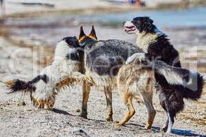 Stray dogs on the beach