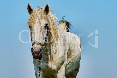 Portrait of a horse