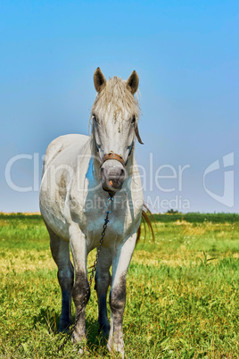 Portrait of a horse