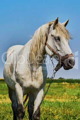 Portrait of a horse