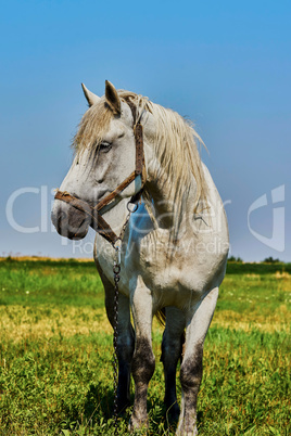 Portrait of a horse