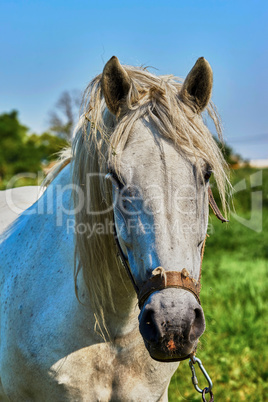 Portrait of a horse