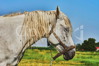 Portrait of a horse