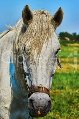 Portrait of a horse