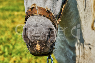 Nose horse