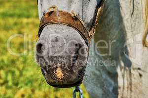 Nose horse