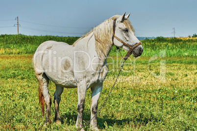 Portrait of a horse