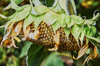 The head of a sunflower