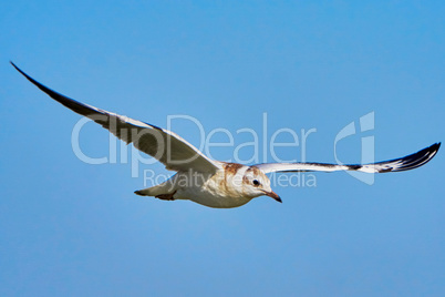 Seagull in flight