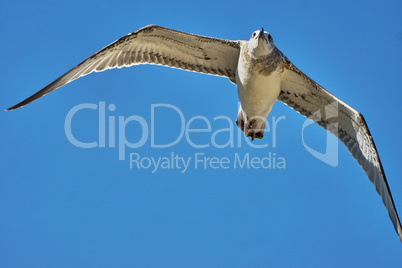 Common gull in flight