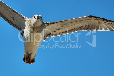 Common gull in flight