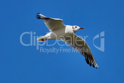 Seagull in flight