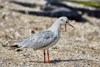 Seagull on the beach