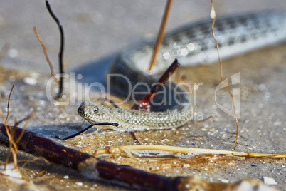 Water snake on the Bay