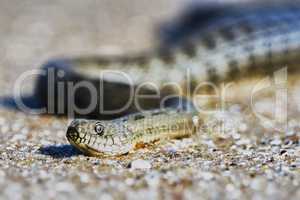 Water snake on the Bay