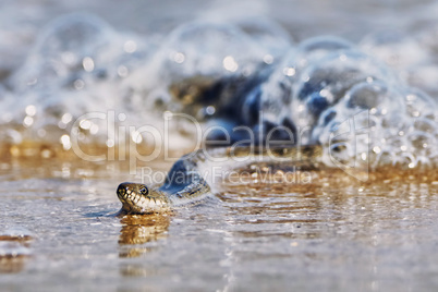 Water snake on the Bay