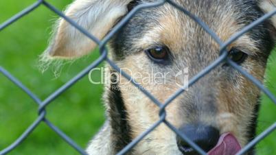 young dog behind a fence