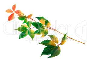 Multicolor yellowed twig of grapes leaves