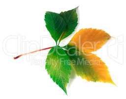 Multicolor virginia creeper leaf