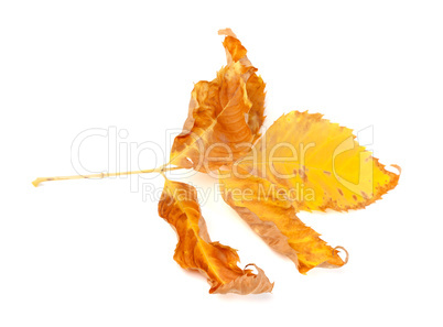 Dried yellow ash-tree leaf on white background