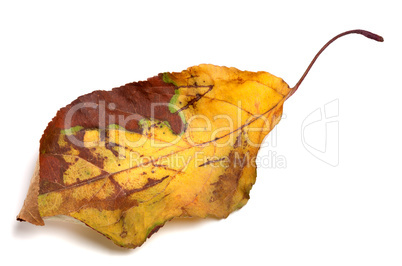 Dried yellowed autumn leaf