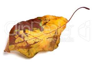 Dried yellowed autumn leaf