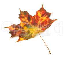 Multicolor autumnal maple-leaf