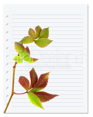 Exercise book with multicolor virginia creeper twig