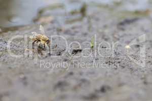 Westliche Honigbiene - Apis mellifera