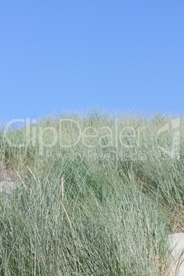 dune grass