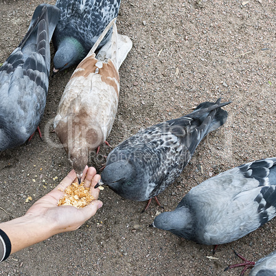 pigeons pecking crumbs from the palm of a child