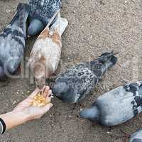 pigeons pecking crumbs from the palm of a child