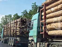 Column timber trucks with logs moving on the road