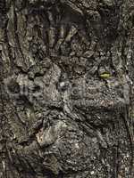 grunge texture burls tree bark closeup