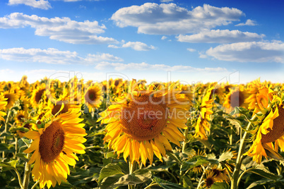 Field of sunflowers