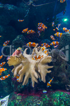 Clown fishes and zebrasoma yellow fish in aquarium