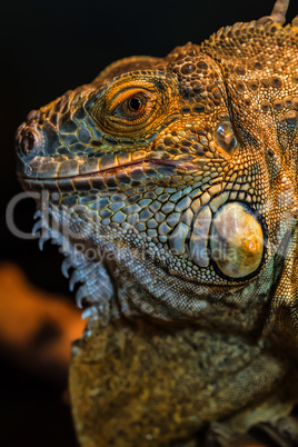 Guana lizard