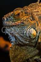 Guana lizard