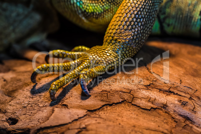 Guana lizard