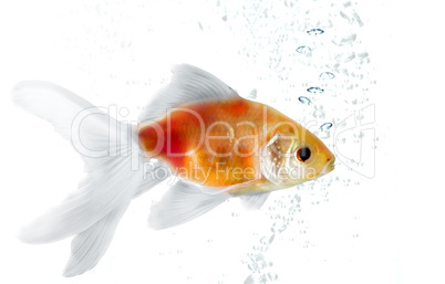 Gold fish isolated on white with water bubbles