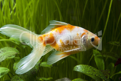 Gold fish isolated on white with water bubbles