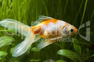 Gold fish isolated on white with water bubbles