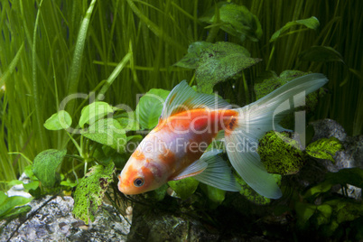 Gold fish in aquarium