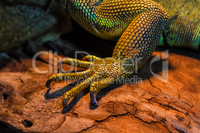 Guana lizard