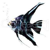 Angel fish isolated on white with bubbles